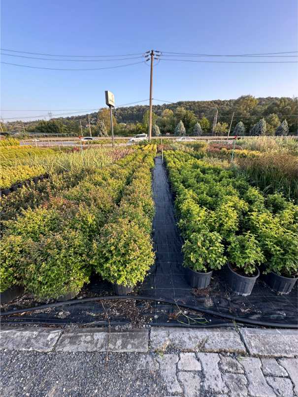 Abelia Grandiflora Lucky Lots