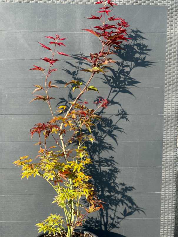 Acer Palmatum Dissectum