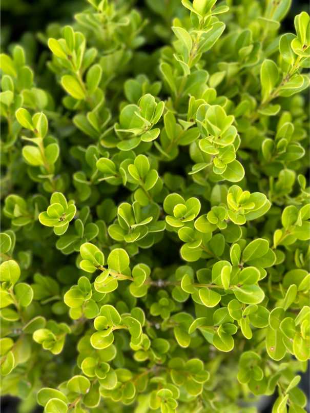 Buxus Sempervirens