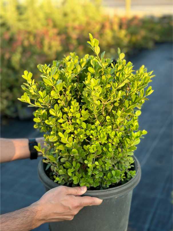 Buxus Sempervirens
