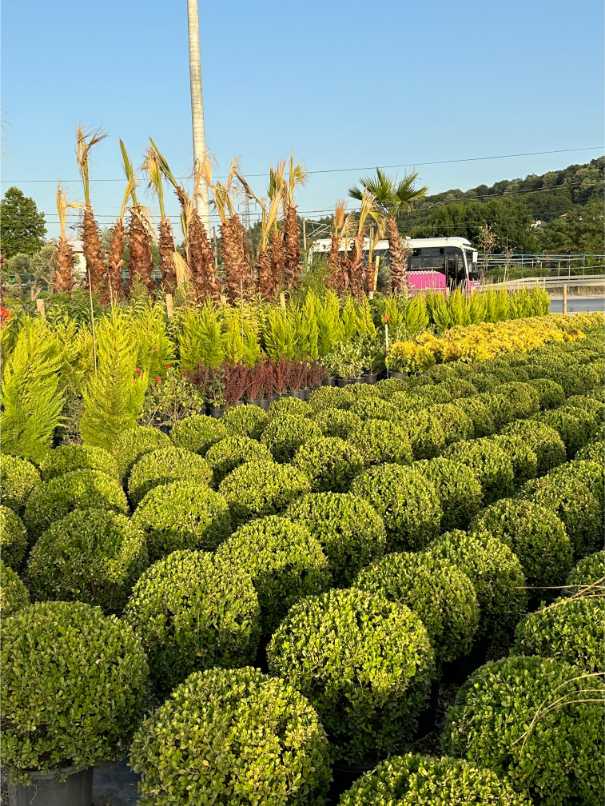 Buxus Sempervirens