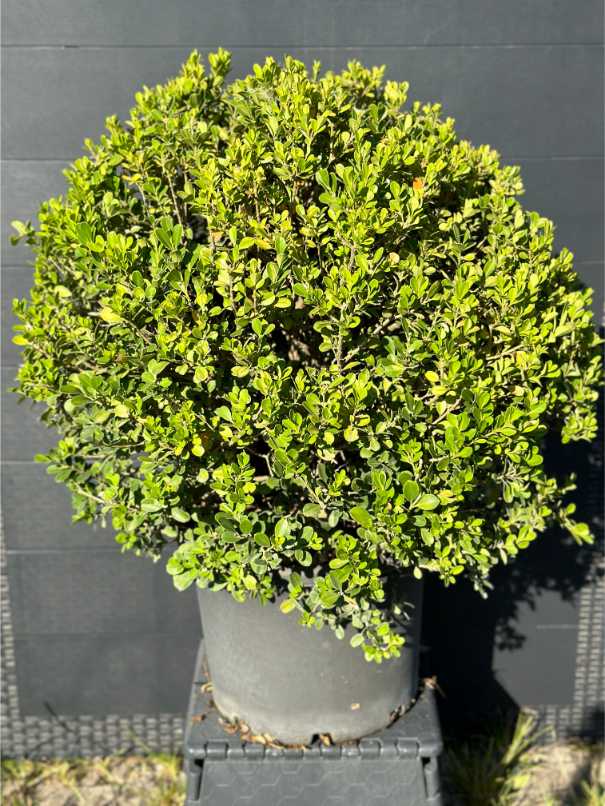 Buxus Sempervirens