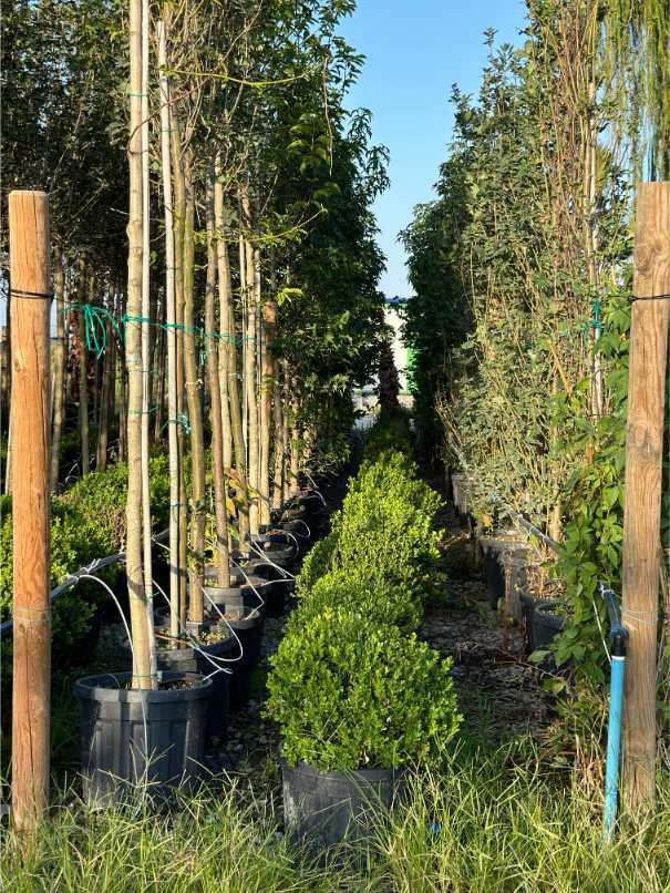 Buxus Sempervirens