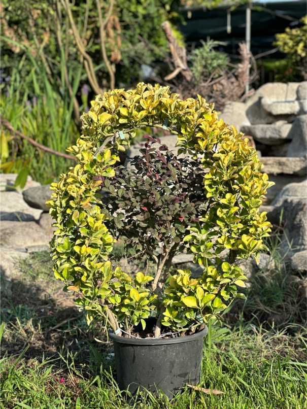 Euonymus Fortunei