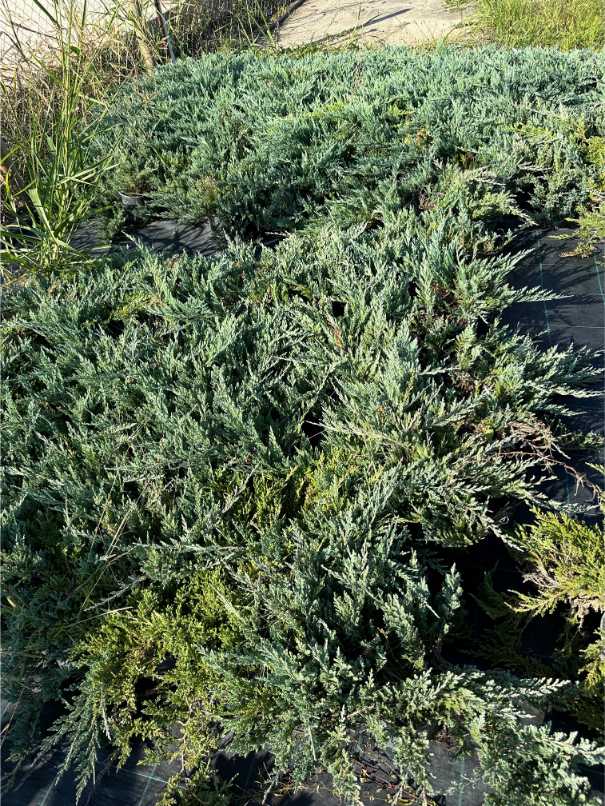 Juniperus Sabina