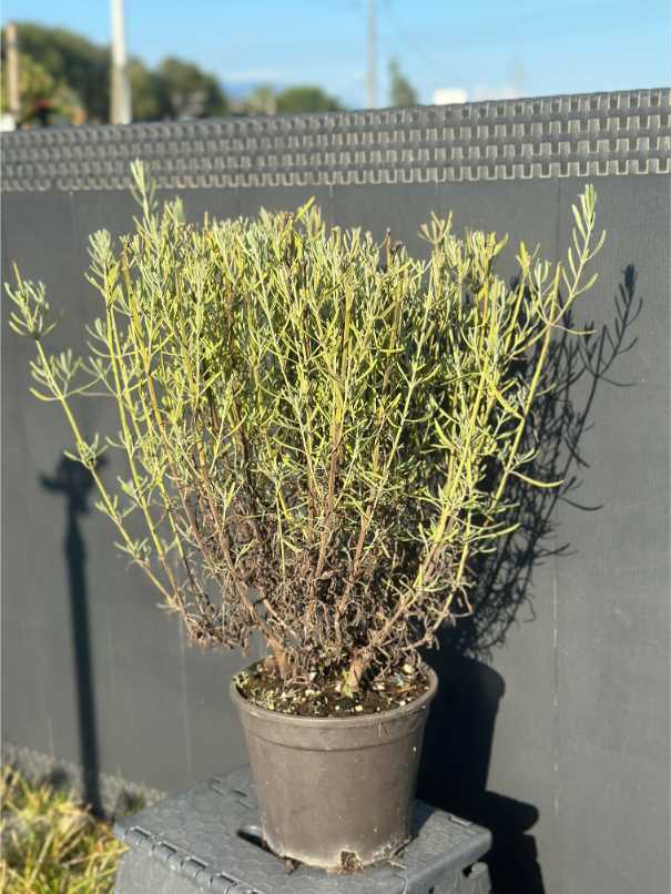 Lavandula Angustifolia