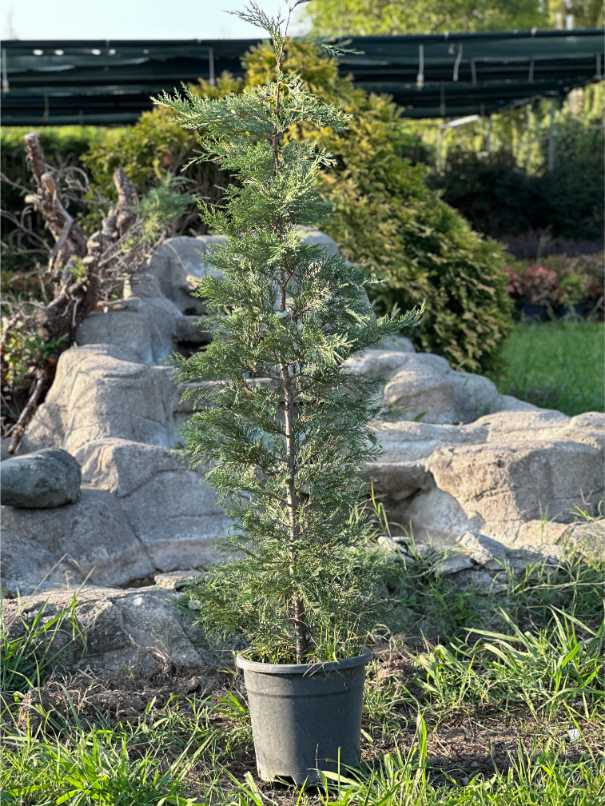 Leylandii Cupressus