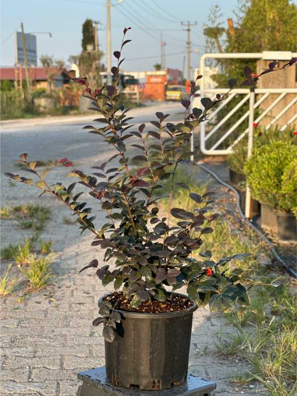 Loropetalum Chinense