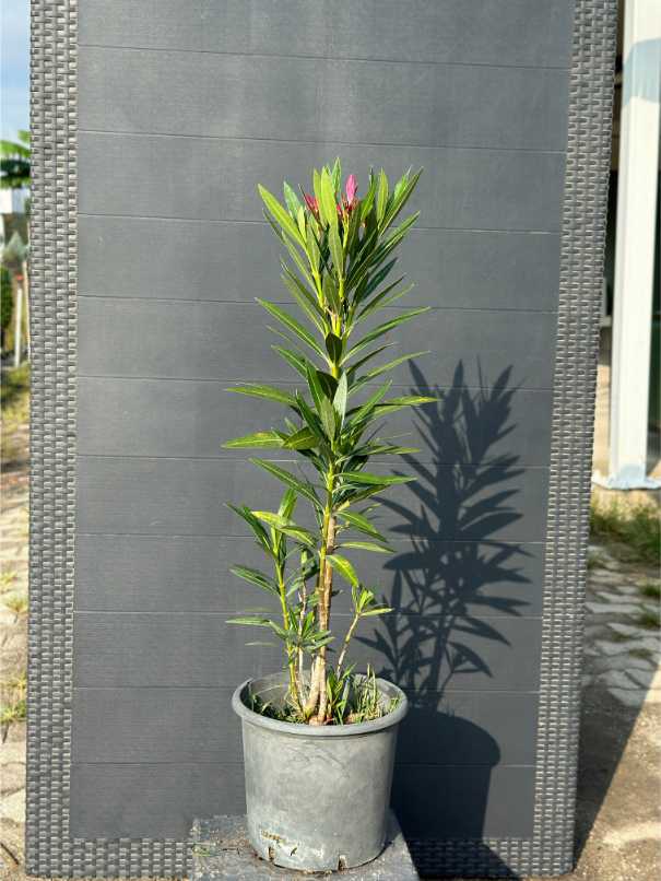 Nerium Oleander