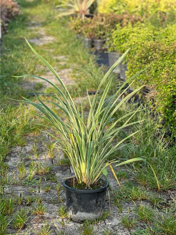 Phormium Tenax Atropurpureum