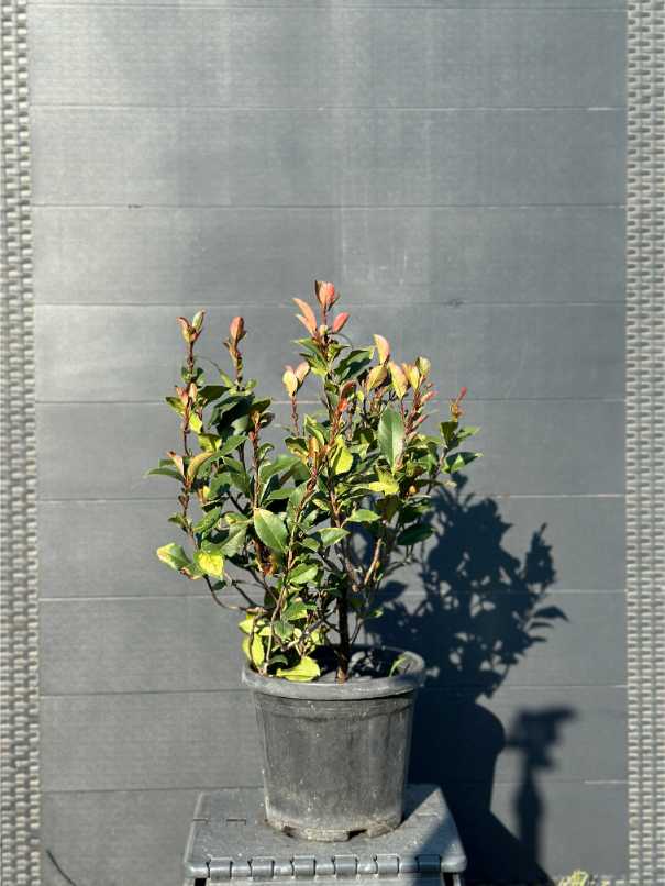 Photinia Red Robin