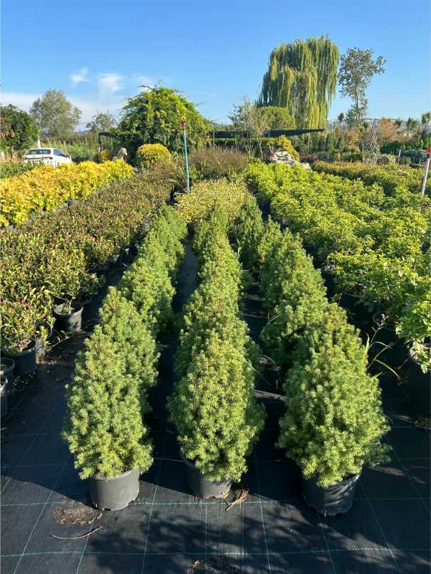 Picea Glauca 'Conica'
