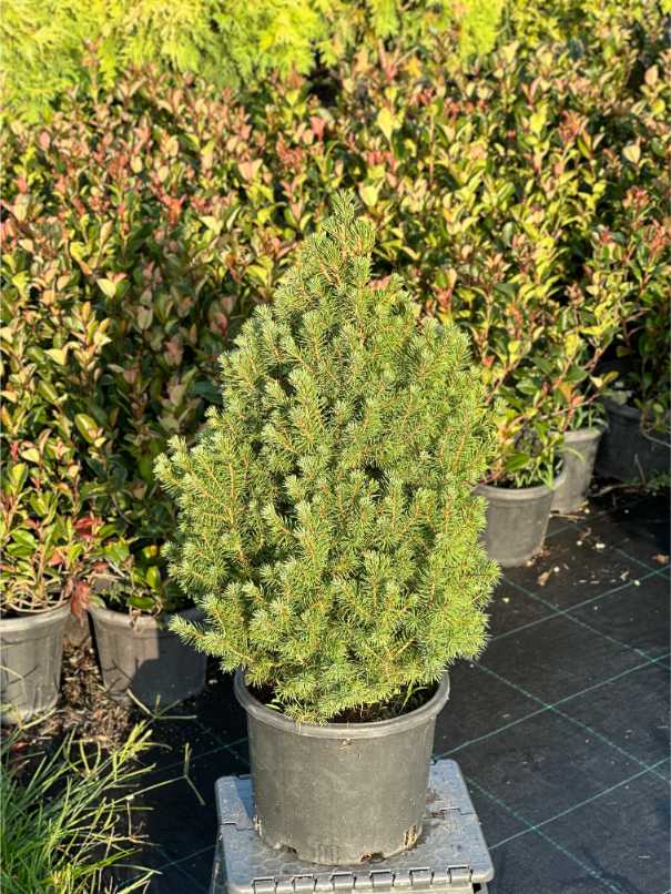 Picea Glauca 'Conica'