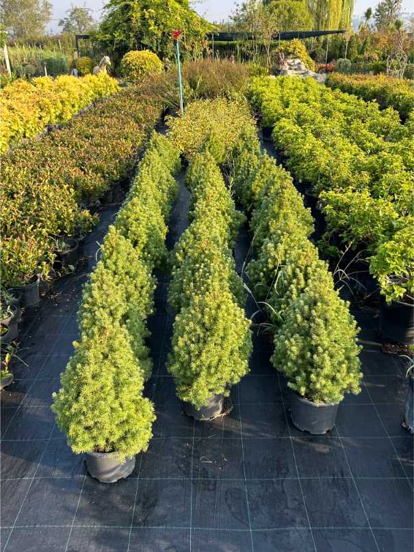 Picea Glauca 'Conica'