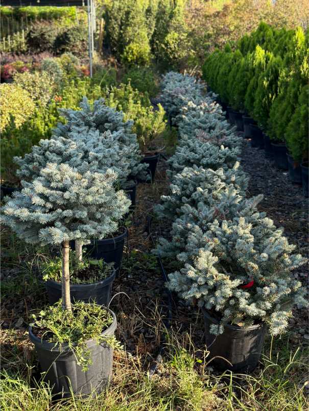 Picea Pungens Glauca Globosa Nana