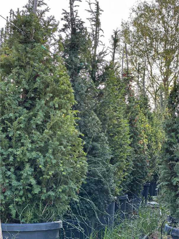 Taxus Baccata