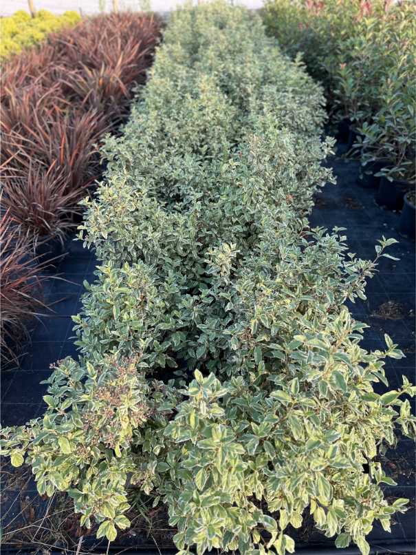 Viburnum Tinus 'Eve Price'