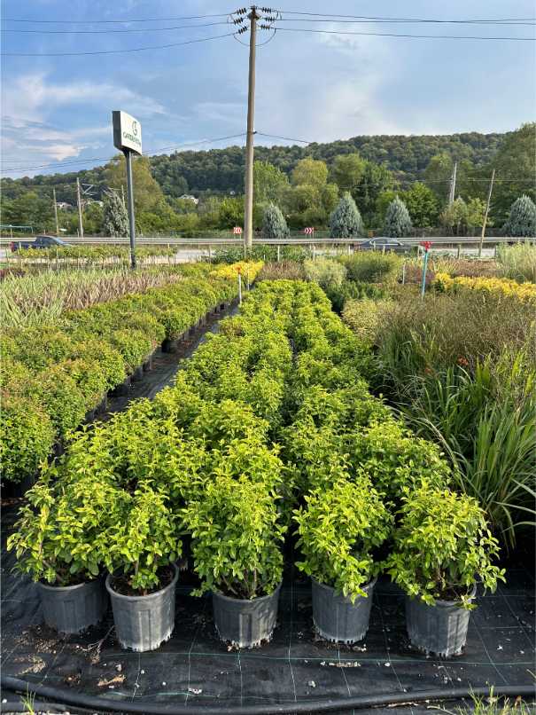 Viburnum Tinus 'Eve Price'