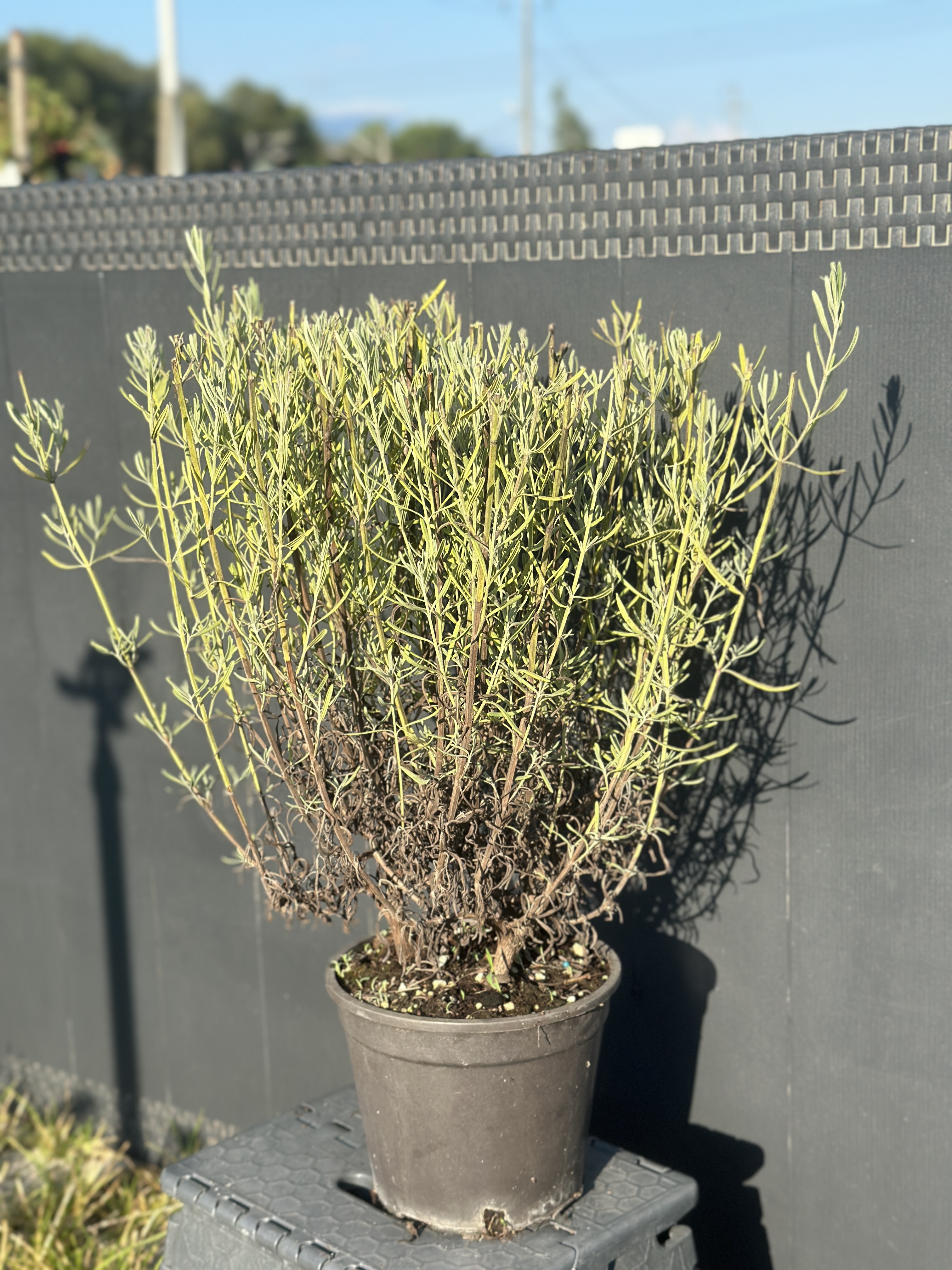 Lavandula Angustifolia