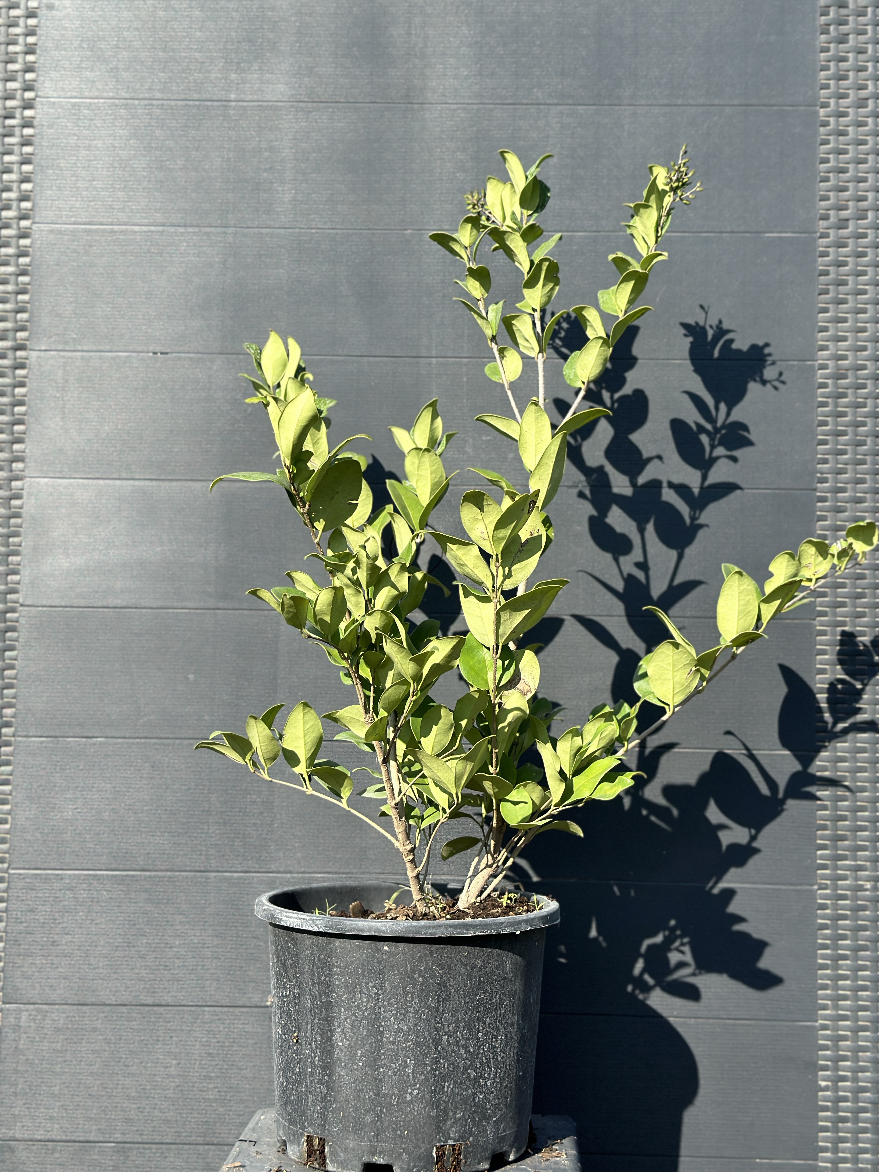 Ligustrum Japanicum Texanum