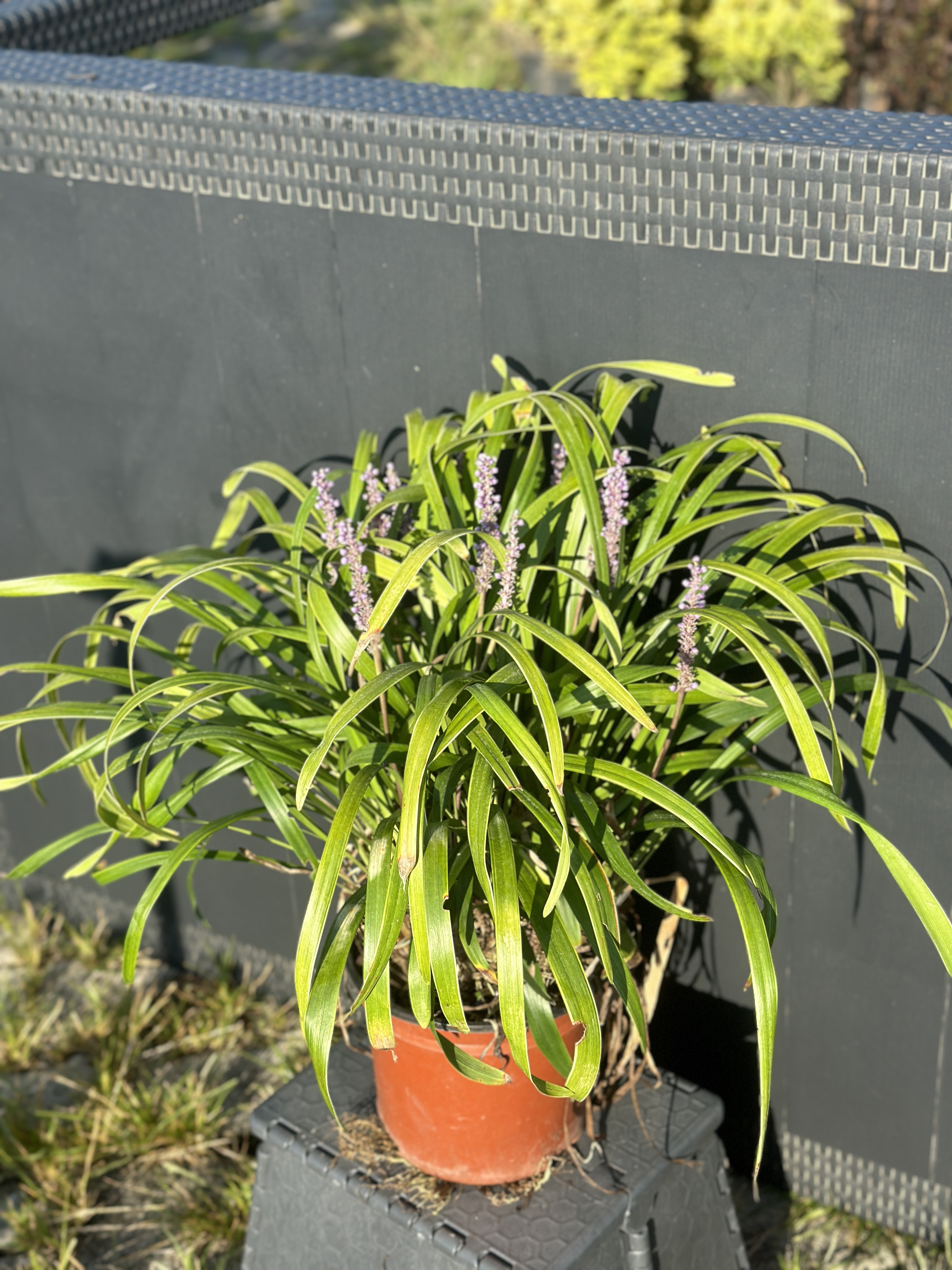 Liriope