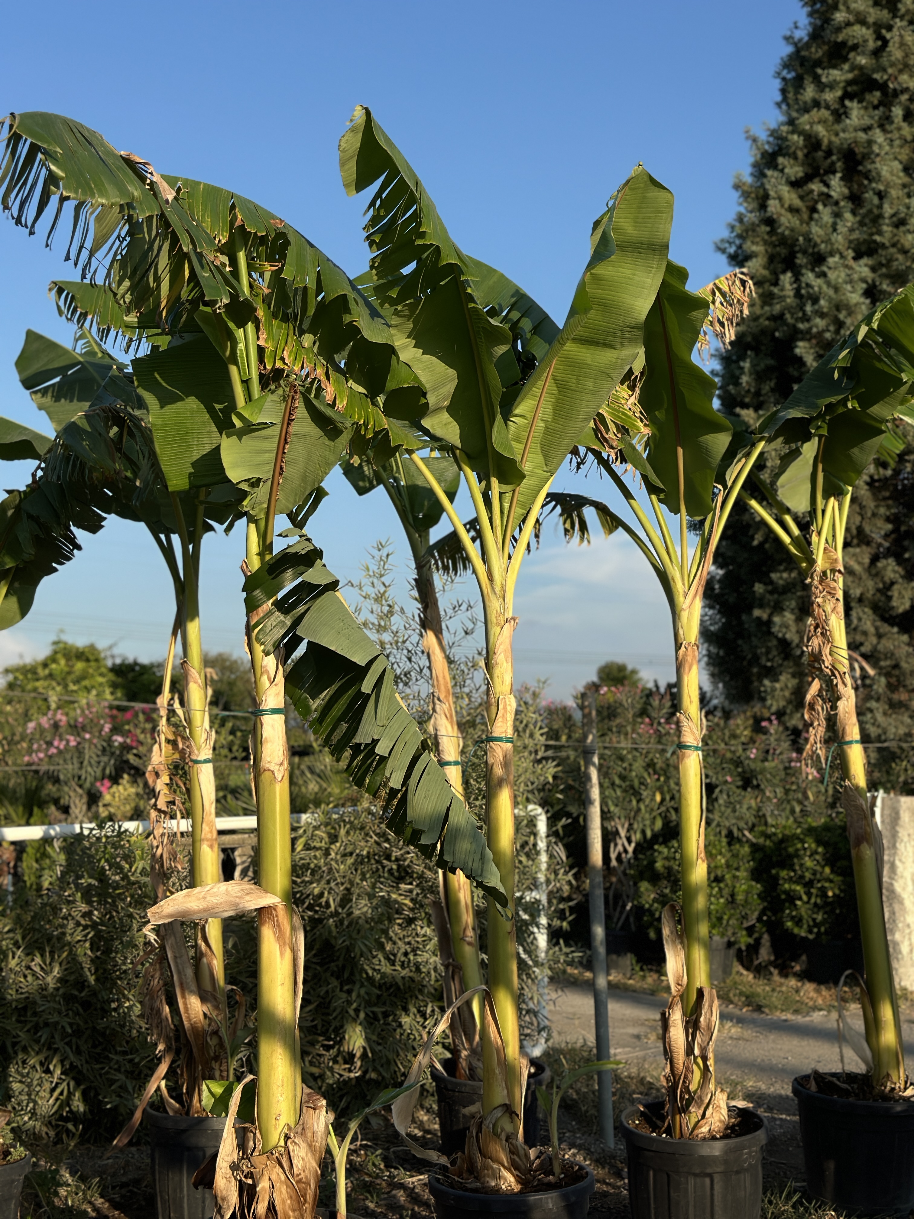 Musa Paradisiaca