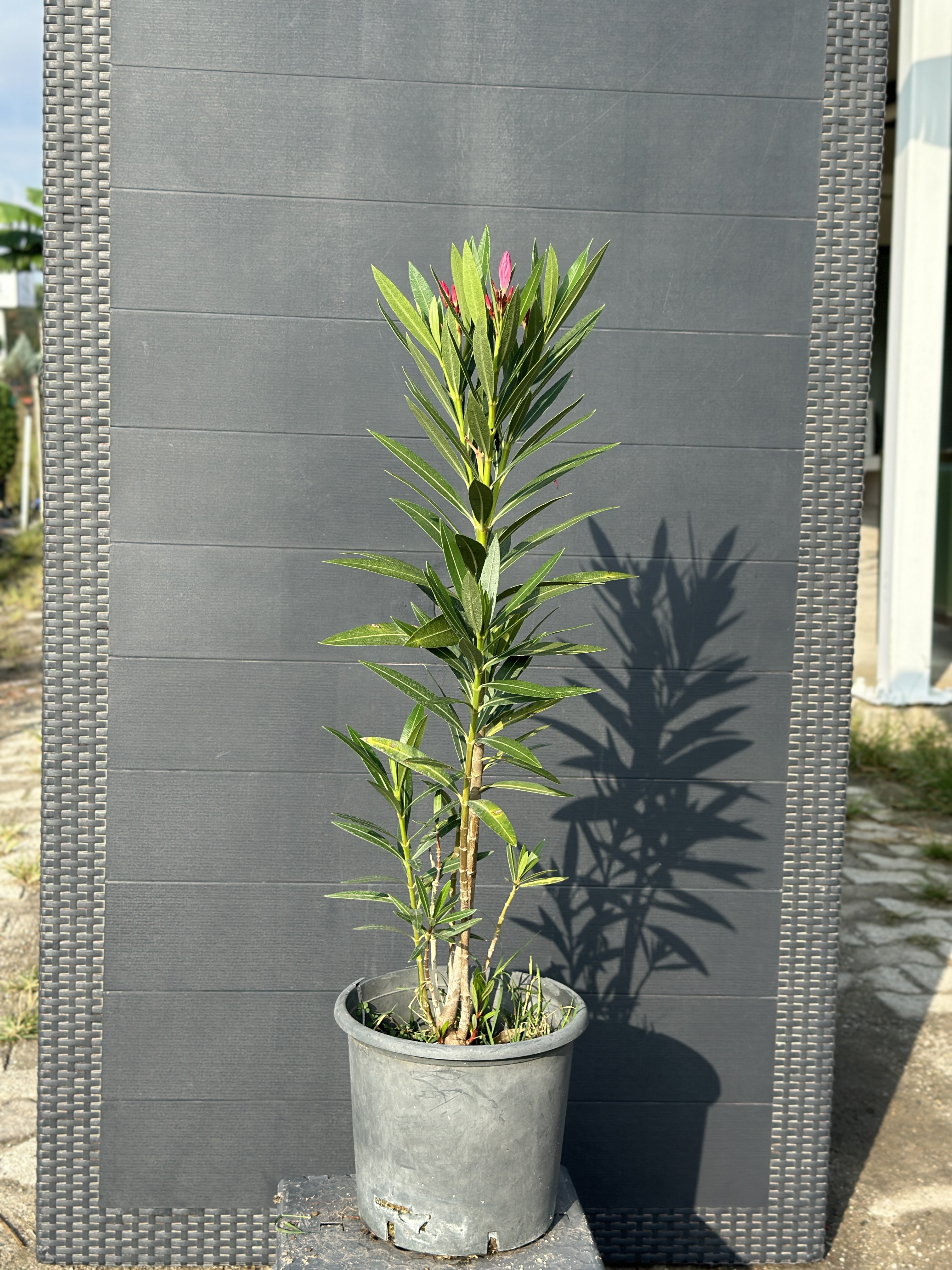 Nerium Oleander