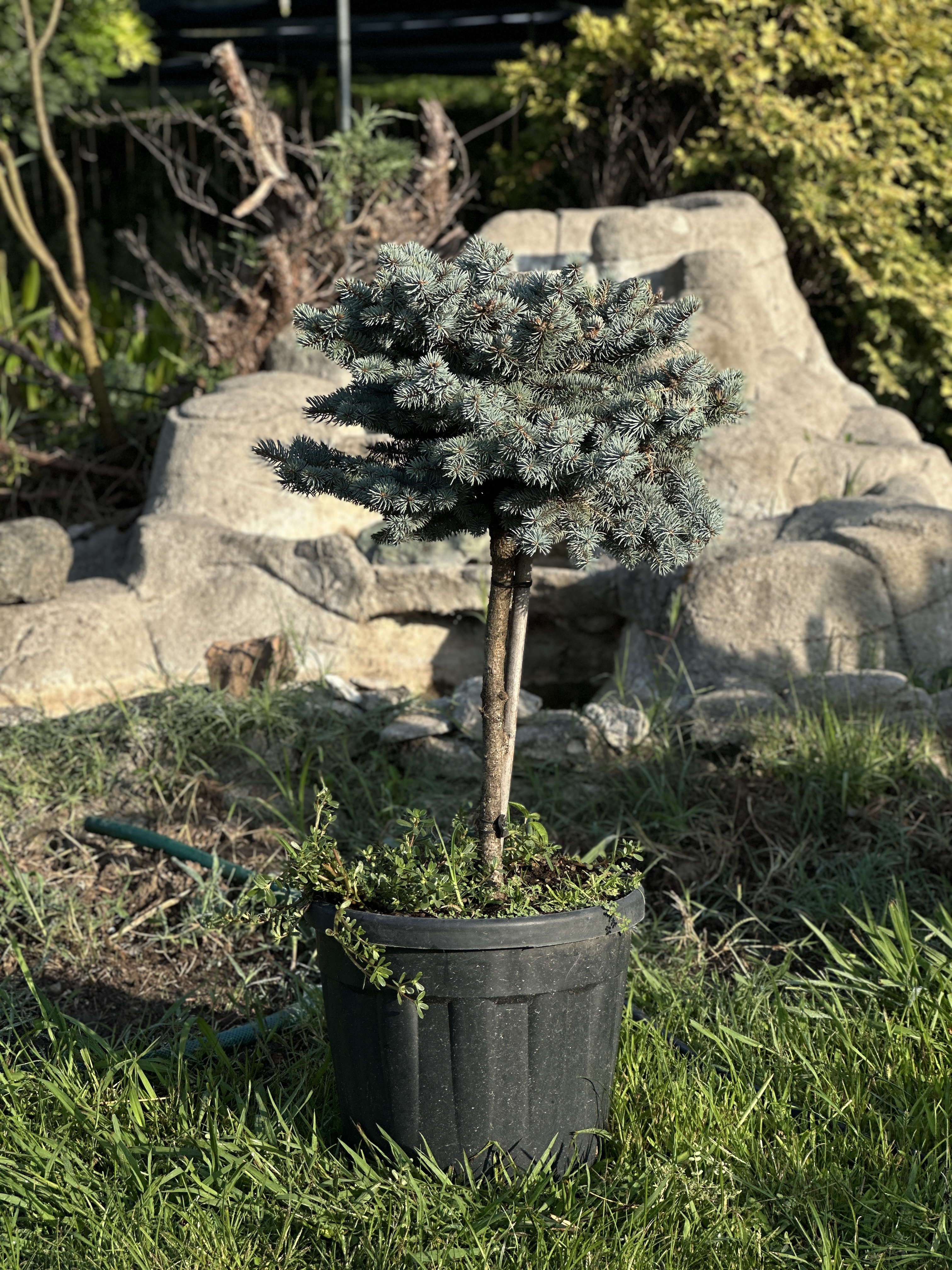 Picea Pungens Glauca Globosa Nana