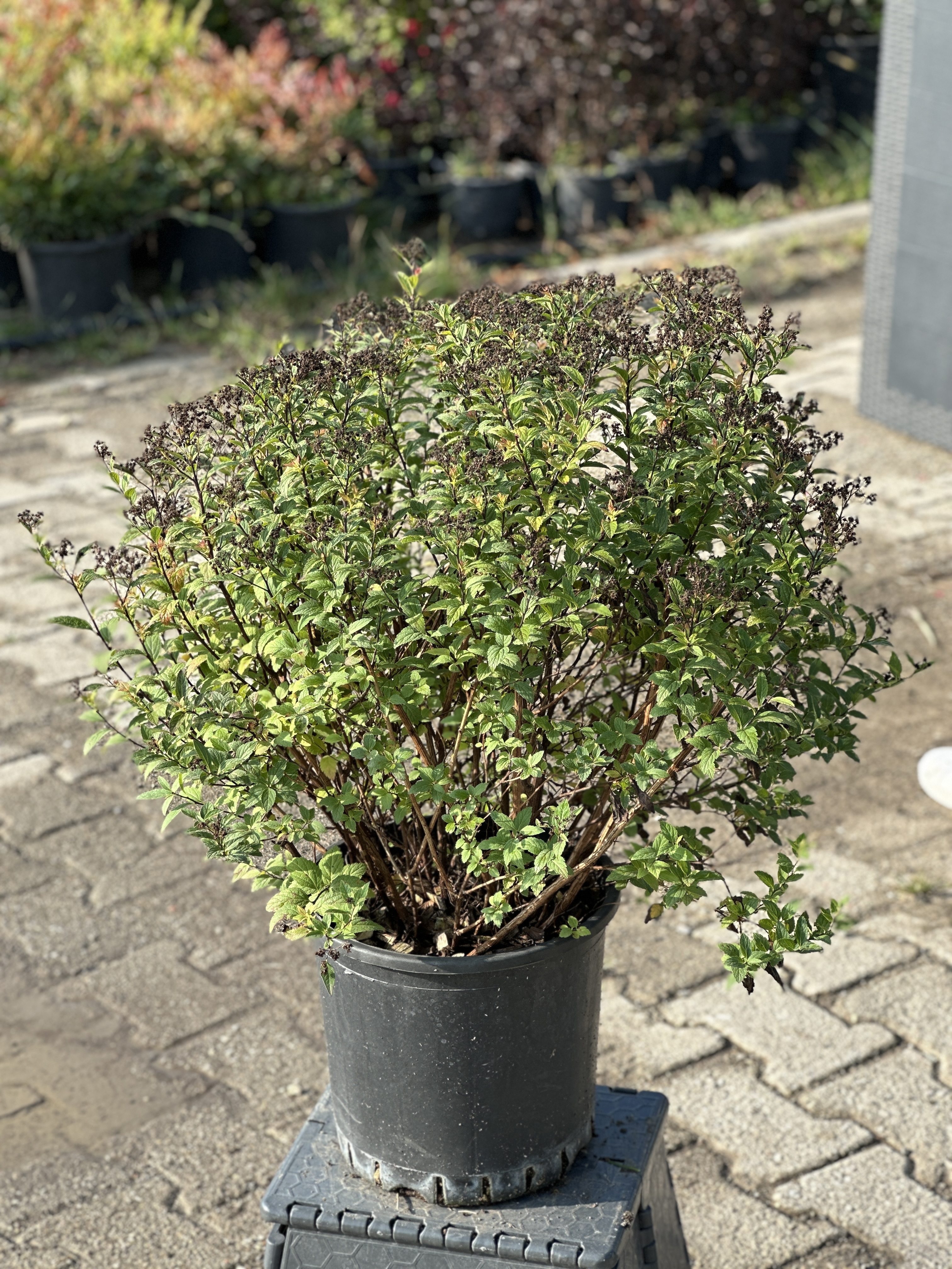 Spiraea Japonica