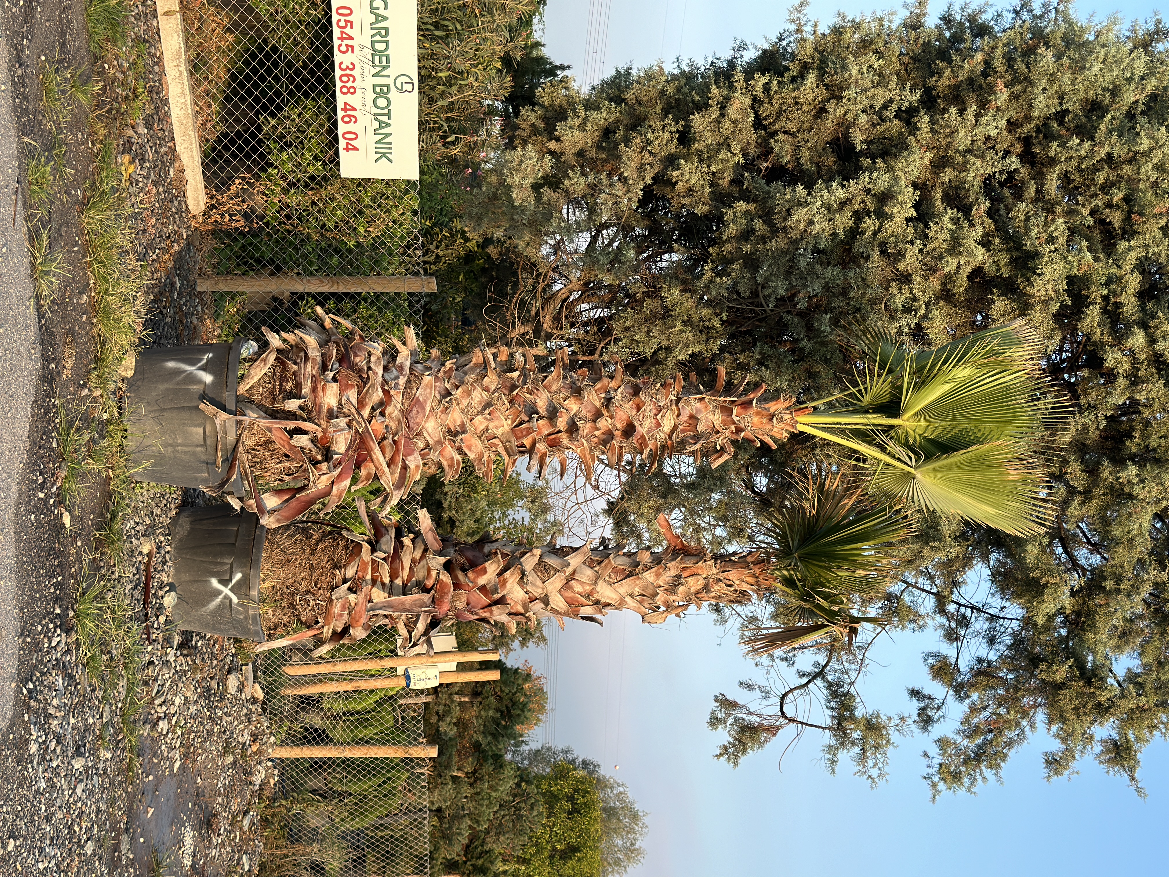 Washingtonia Filifera